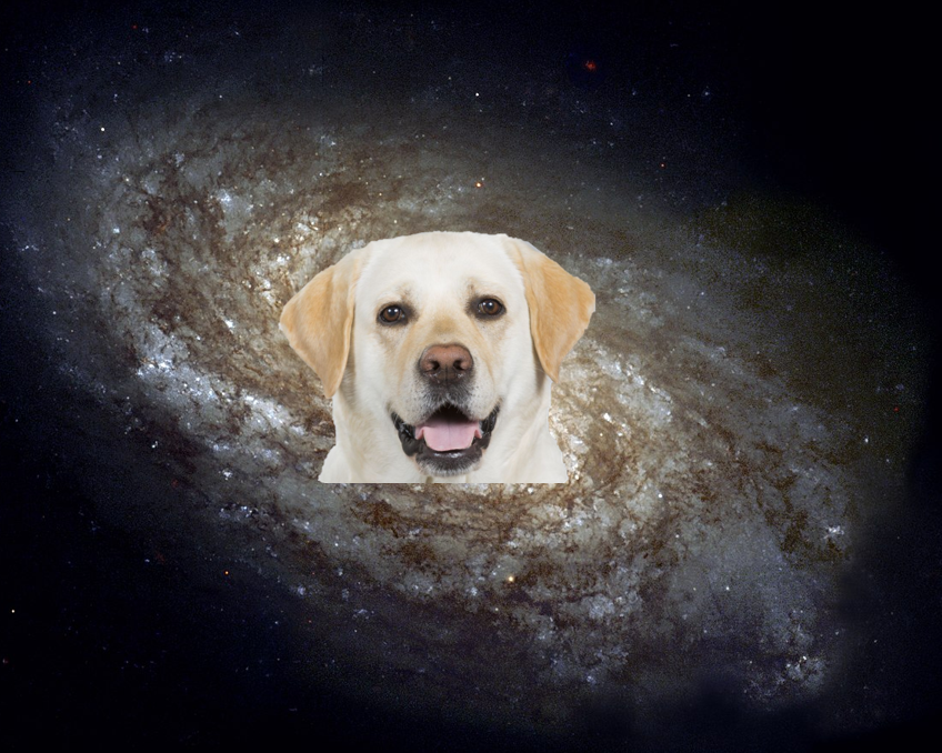 Dog Dimension